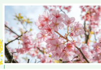 “纸上花”VS“春日花”